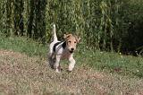 FOX TERRIER 071